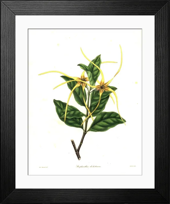 Framed Print : Twisted cord flower, Strophanthus divaricatus Framed Print : Twisted cord flower, Strophanthus divaricatus