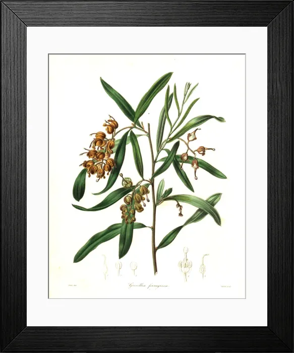 Framed Print : Grevillea arenaria Framed Print : Grevillea arenaria