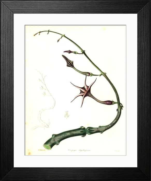 Framed Print : Snake creeper, Ceropegia stapeliiformis Framed Print : Snake creeper, Ceropegia stapeliiformis