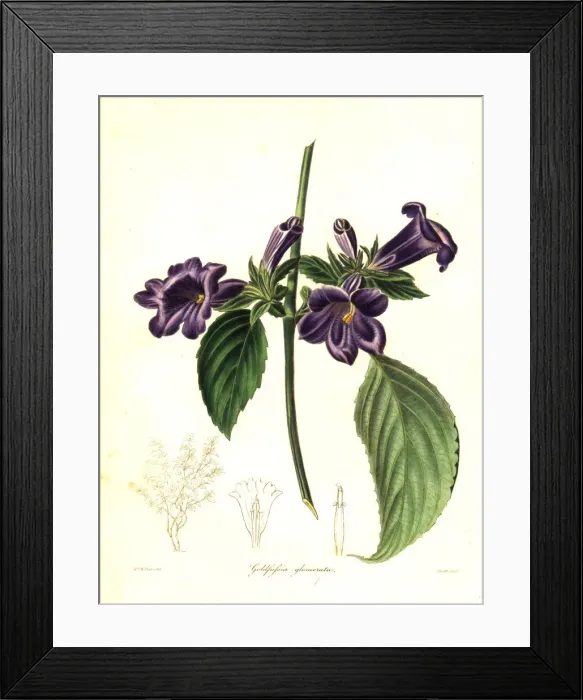 Framed Print : Strobilanthes glomerata Framed Print : Strobilanthes glomerata