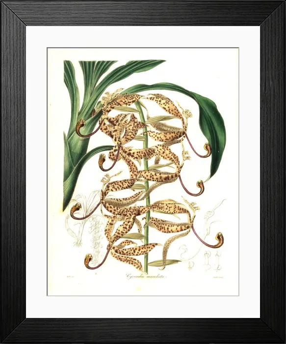 Framed Print : Spotted cycnoches orchid, Cycnoches maculatum Framed Print : Spotted cycnoches orchid, Cycnoches maculatum