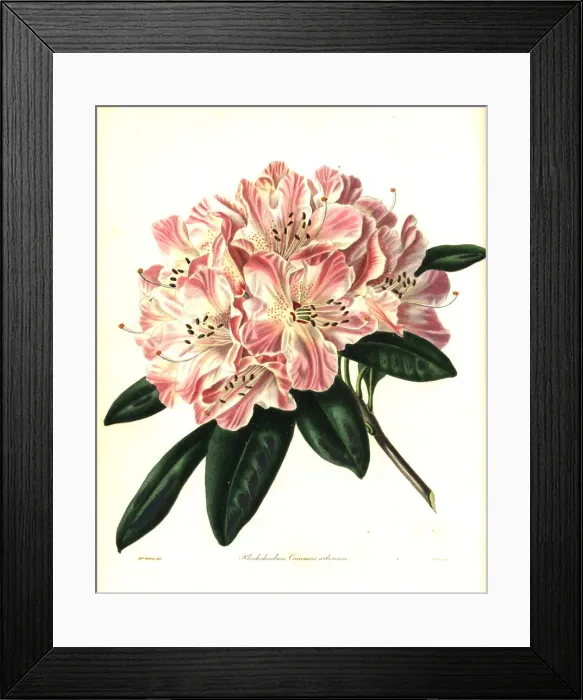 Framed Print : Shewy hybrid rhododendron, Rhododendron caucasico-arboreum Framed Print : Shewy hybrid rhododendron, Rhododendron caucasico-arboreum