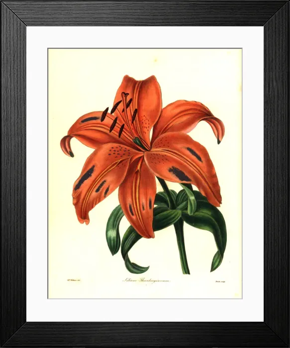 Framed Print : Japanese lily or sukashiyuri, Lilium maculatum Framed Print : Japanese lily or sukashiyuri, Lilium maculatum