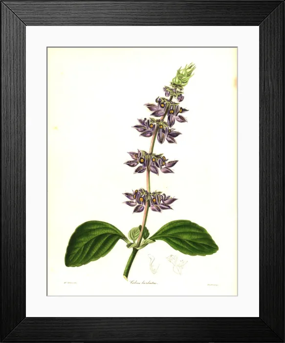 Framed Print : Indian coleus, Plectranthus barbatus Framed Print : Indian coleus, Plectranthus barbatus