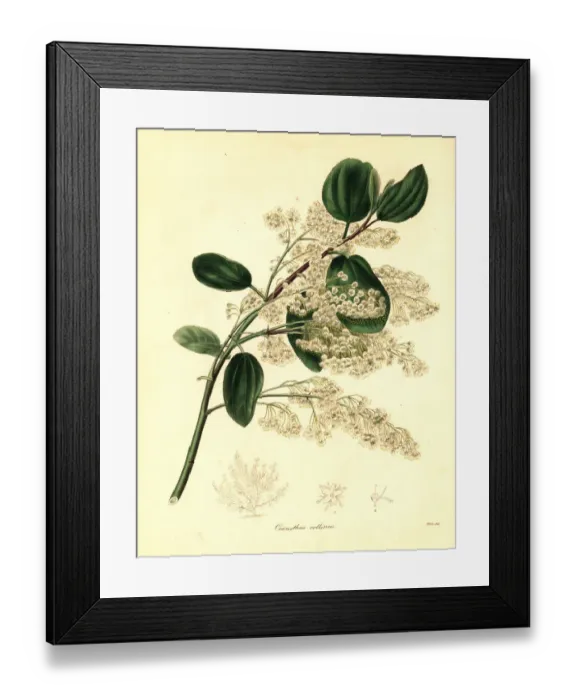 Framed Print : California lilac, Ceanothus species Framed Print : California lilac, Ceanothus species