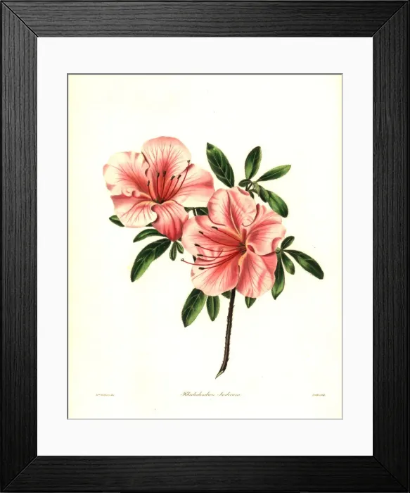 Framed Print : Azalea or brick-coloured Indian rhododendron Framed Print : Azalea or brick-coloured Indian rhododendron