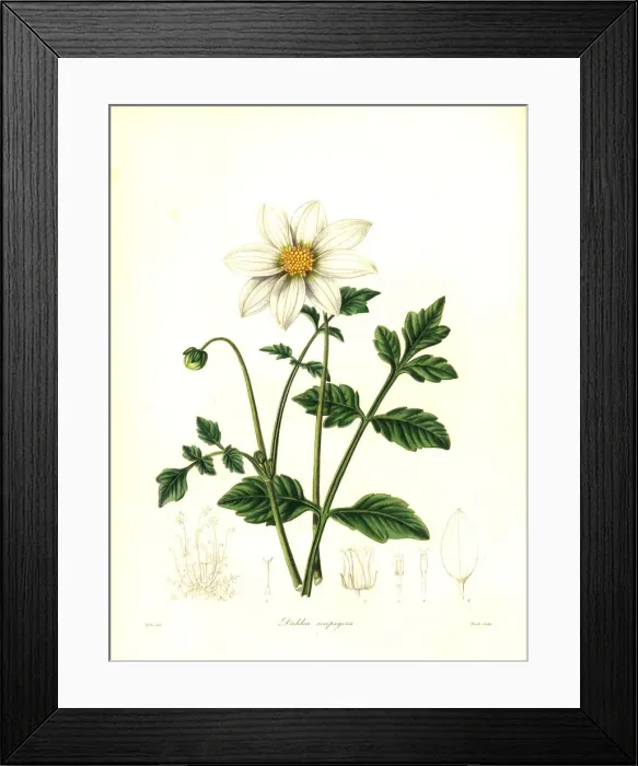 Framed Print : Scape-bearing dahlia, Dahlia scapigera Framed Print : Scape-bearing dahlia, Dahlia scapigera