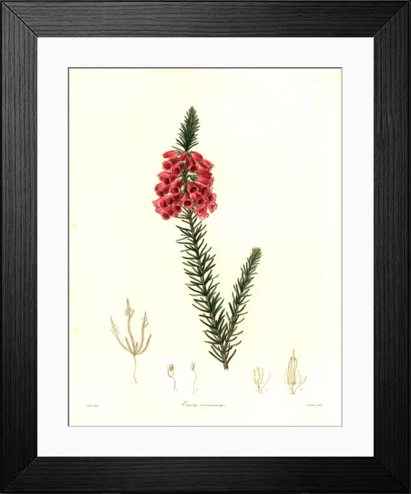 Framed Print : Heath, Erica viscaria subsp. gallorum Framed Print : Heath, Erica viscaria subsp. gallorum