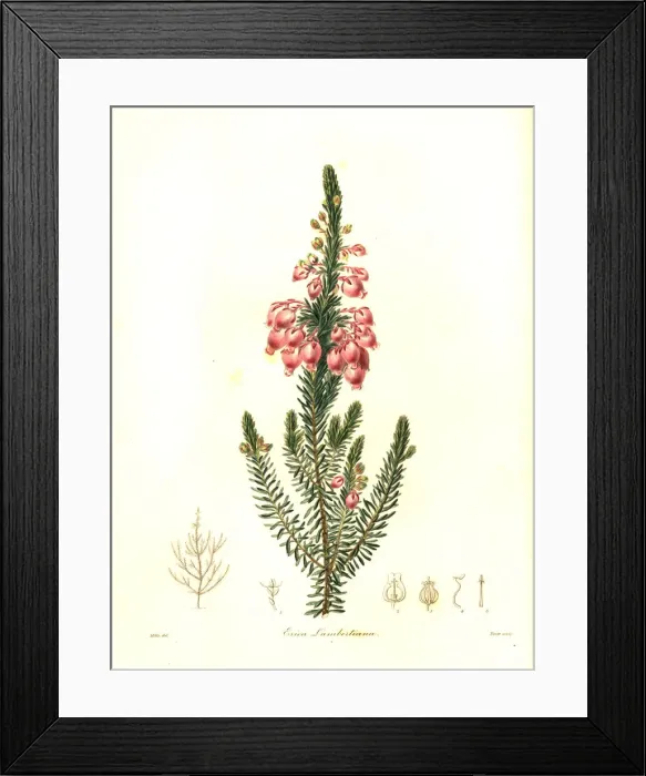 Framed Print : Bladder heath, Erica physodes Framed Print : Bladder heath, Erica physodes