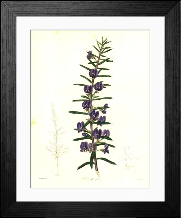 Framed Print : Devils pins or pungent hovea, Hovea pungens Framed Print : Devils pins or pungent hovea, Hovea pungens