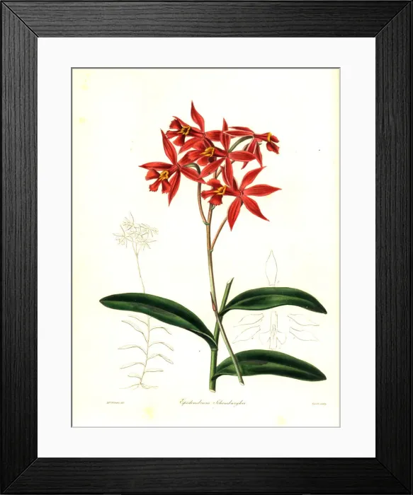 Framed Print : Epidendrum macrocarpum orchid Framed Print : Epidendrum macrocarpum orchid