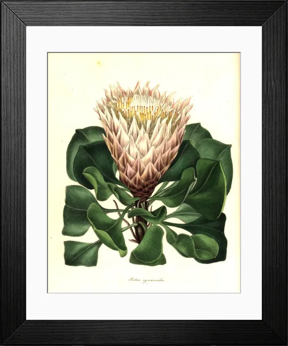 Framed Print : King protea or artichoke-like flowered protea Framed Print : King protea or artichoke-like flowered protea