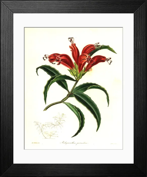 Framed Print : Parasitic aeschynanthus, Aeschynanthus parasiticus Framed Print : Parasitic aeschynanthus, Aeschynanthus parasiticus