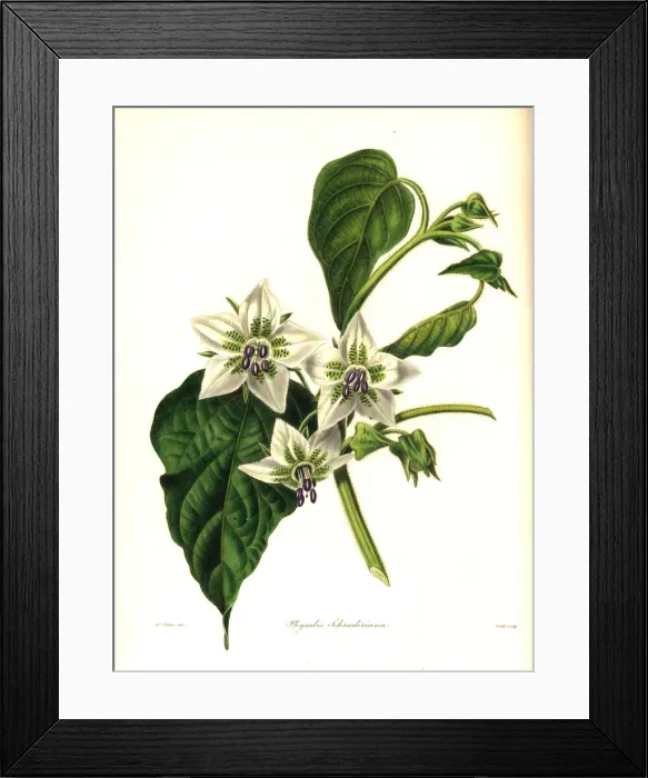 Framed Print : Five eyes, Chamaesaracha viscosa Framed Print : Five eyes, Chamaesaracha viscosa