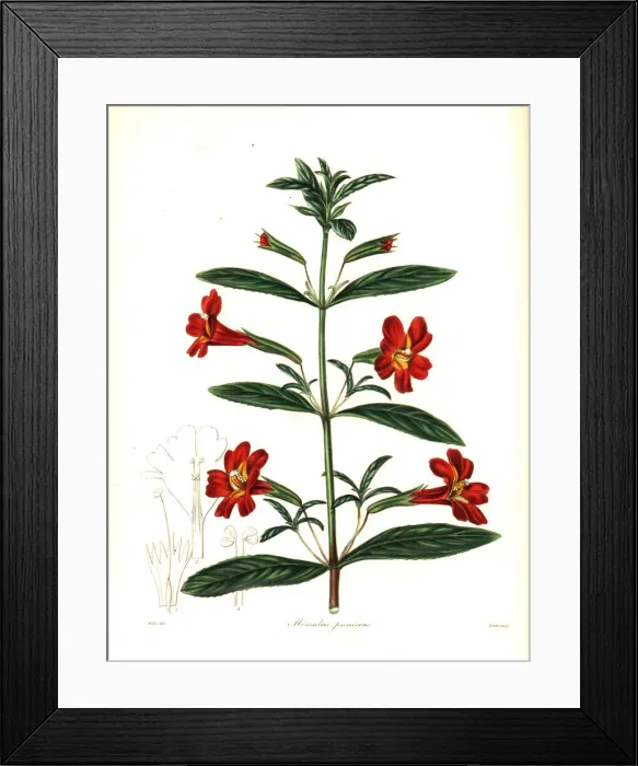Framed Print : Red monkey flower or scarlet mimulus, Mimulus puniceus Framed Print : Red monkey flower or scarlet mimulus, Mimulus puniceus