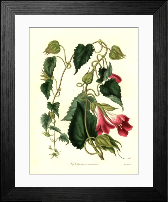 Framed Print : Climbing lophospermum, Lophospermum scandens Framed Print : Climbing lophospermum, Lophospermum scandens