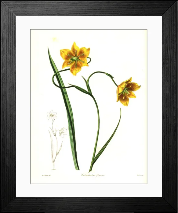 Framed Print : Calochortus barbatus lily Framed Print : Calochortus barbatus lily