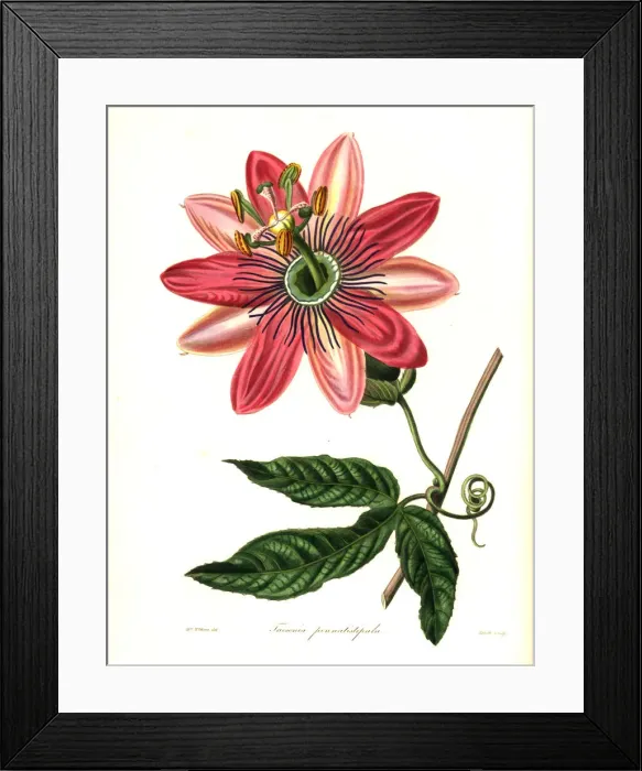 Framed Print : Poro poro, Passiflora pinnatistipula. Endangered Framed Print : Poro poro, Passiflora pinnatistipula. Endangered