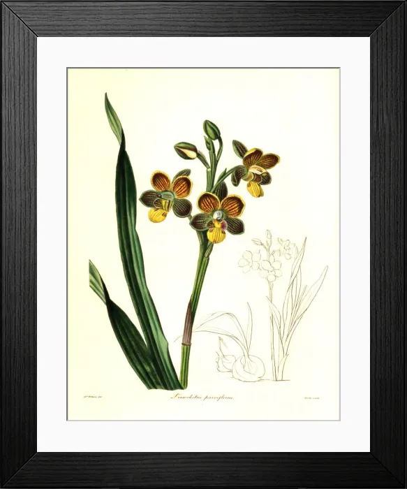 Framed Print : Eulophia parviflora orchid Framed Print : Eulophia parviflora orchid
