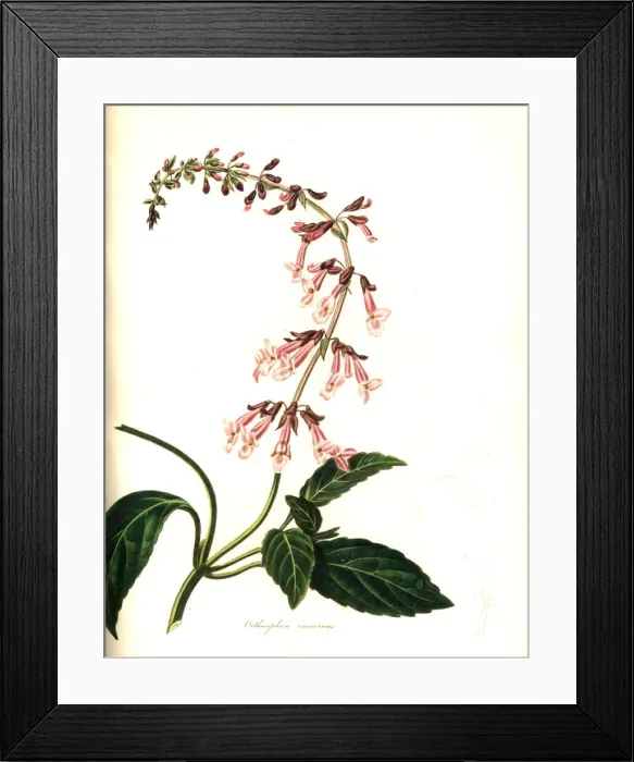 Framed Print : Curved orthosiphon, Orthosiphon incurvus Framed Print : Curved orthosiphon, Orthosiphon incurvus