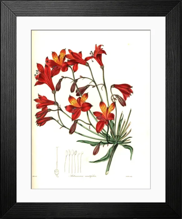 Framed Print : Bomarea acutifolia Framed Print : Bomarea acutifolia