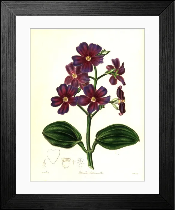 Framed Print : Silverleafed princess flower, Tibouchina heteromalla Framed Print : Silverleafed princess flower, Tibouchina heteromalla
