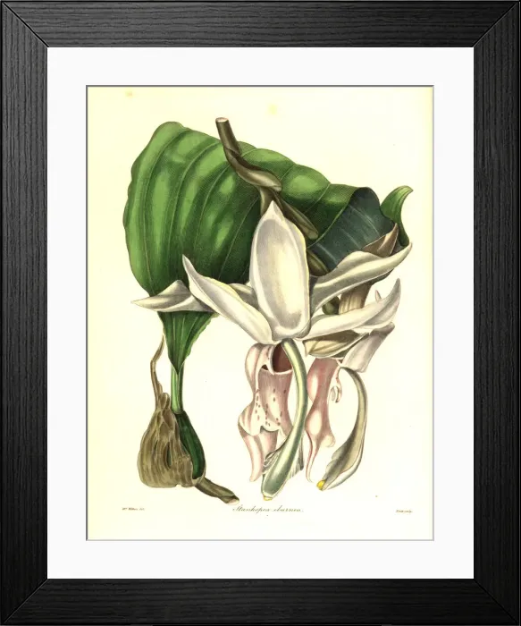 Framed Print : Great flowered stanhopea orchid, Stanhopea grandiflora Framed Print : Great flowered stanhopea orchid, Stanhopea grandiflora