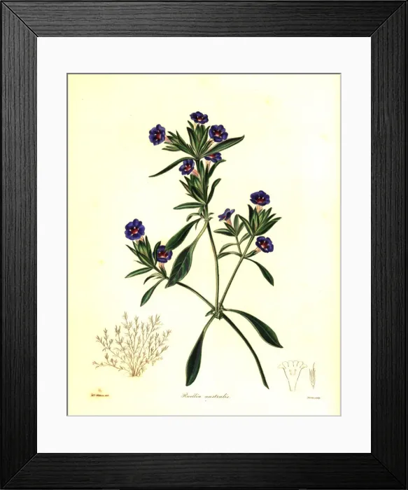 Framed Print : Blue trumpet, Brunoniella australis Framed Print : Blue trumpet, Brunoniella australis