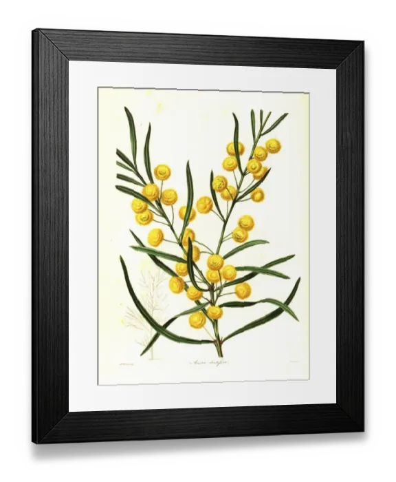 Framed Print : Toothed acacia, Acacia dentifera Framed Print : Toothed acacia, Acacia dentifera