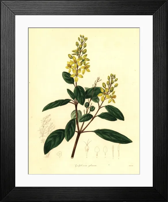 Framed Print : Gold shower or glaucous-leaved galphimia, Galphimia glauca Framed Print : Gold shower or glaucous-leaved galphimia, Galphimia glauca