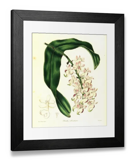 Framed Print : Sweet-scented airplant, Aerides odoratum. Endangered Framed Print : Sweet-scented airplant, Aerides odoratum. Endangered