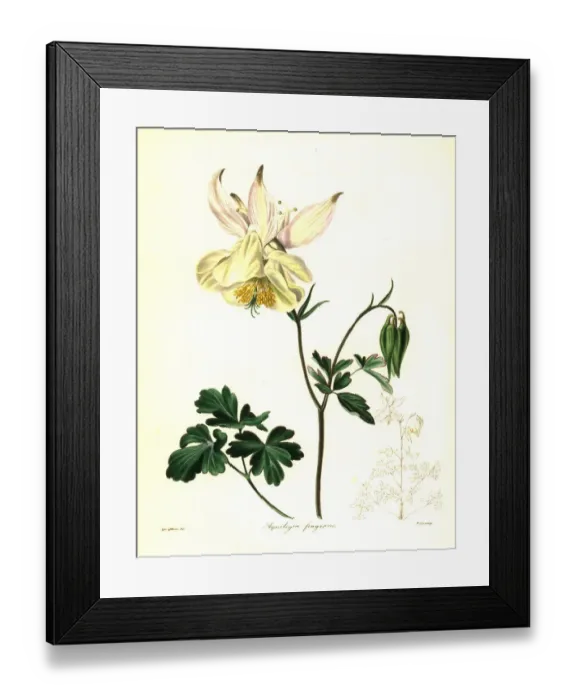 Framed Print : Fragrant columbine, Aquilegia fragrans Framed Print : Fragrant columbine, Aquilegia fragrans