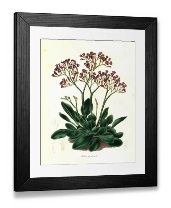 Framed Print : Limonium puberulum Framed Print : Limonium puberulum