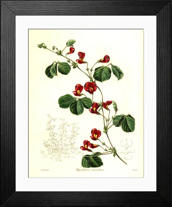 Framed Print : Kennedia carinata
