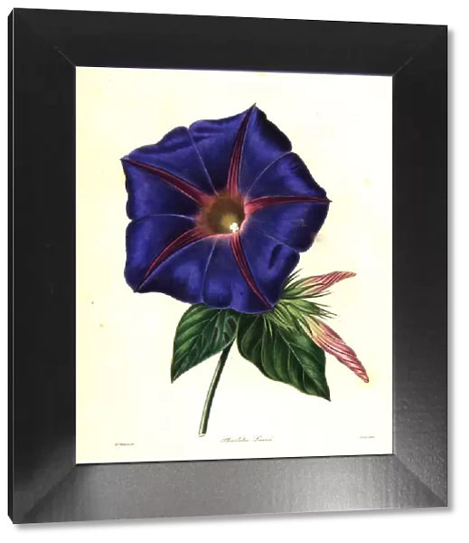 Blue morning glory, Ipomoea indica