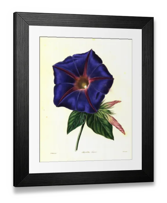 Framed Print : Blue morning glory, Ipomoea indica Framed Print : Blue morning glory, Ipomoea indica