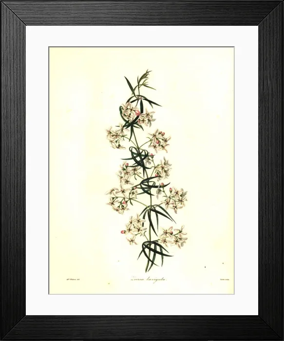 Framed Print : Smooth leaved zieria, Zieria laevigata Framed Print : Smooth leaved zieria, Zieria laevigata