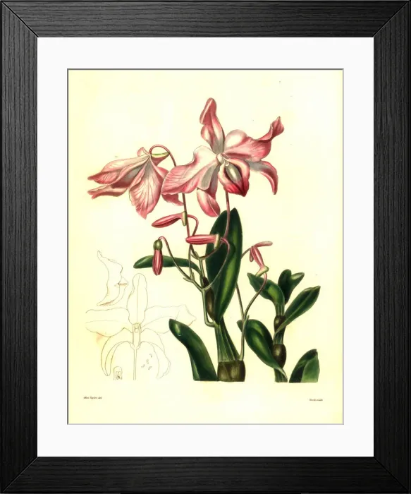 Framed Print : Carrot fern, sekkoku, or necklace-like dendrobium Framed Print : Carrot fern, sekkoku, or necklace-like dendrobium