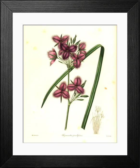 Framed Print : Thysanotus multiflorus Framed Print : Thysanotus multiflorus