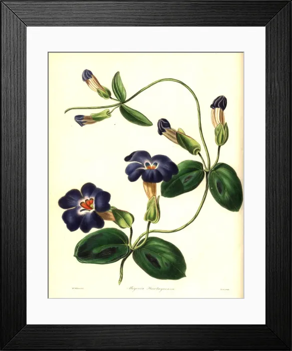 Framed Print : Hawtaynes meyenia, Meyenia hawtayneana Framed Print : Hawtaynes meyenia, Meyenia hawtayneana