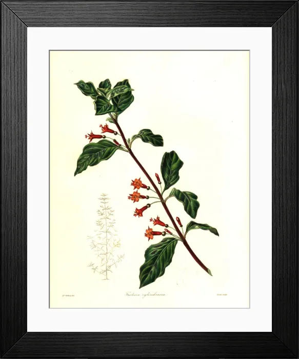 Framed Print : Fuchsia parviflora Framed Print : Fuchsia parviflora