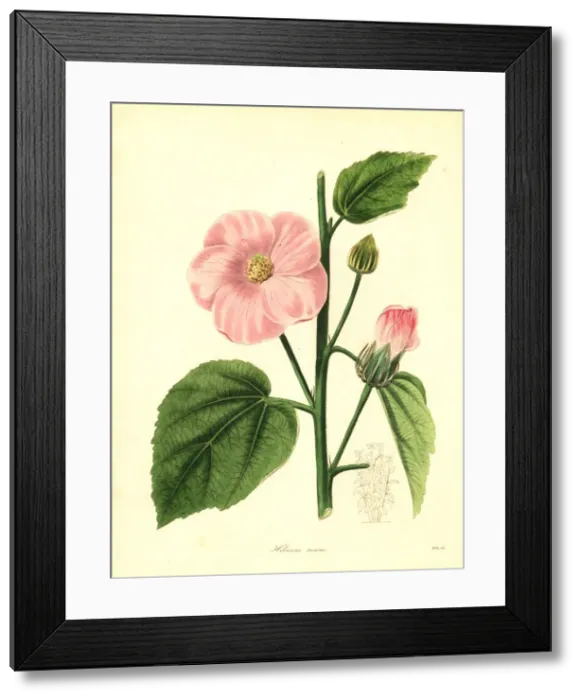 Framed Print : Rose-coloured flowered hibiscus, Hibiscus roseus Framed Print : Rose-coloured flowered hibiscus, Hibiscus roseus