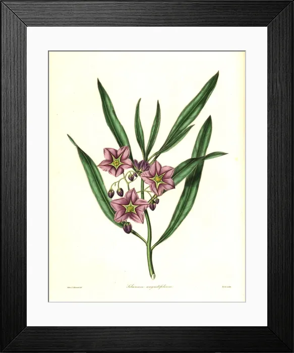 Framed Print : Narrow-leaved solanum, Solanum angustifolium Framed Print : Narrow-leaved solanum, Solanum angustifolium
