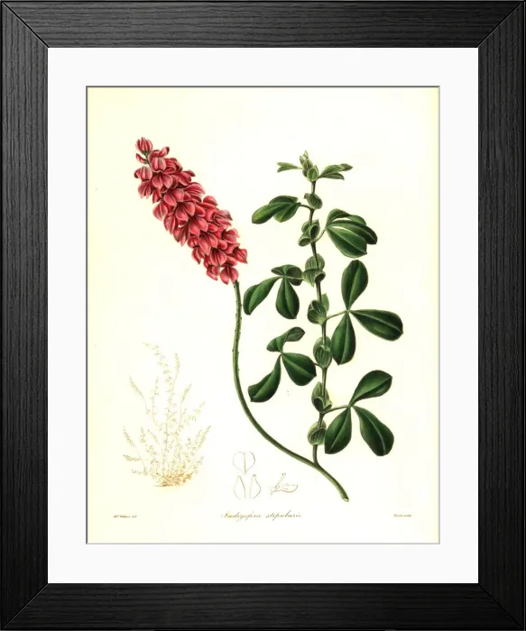 Framed Print : Indigofera alpina Framed Print : Indigofera alpina