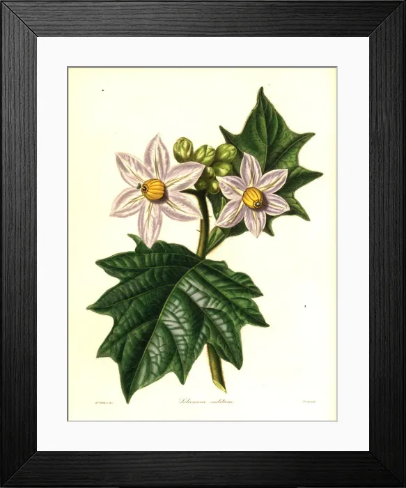 Framed Print : Clothed solanum, Solanum vestitum Framed Print : Clothed solanum, Solanum vestitum