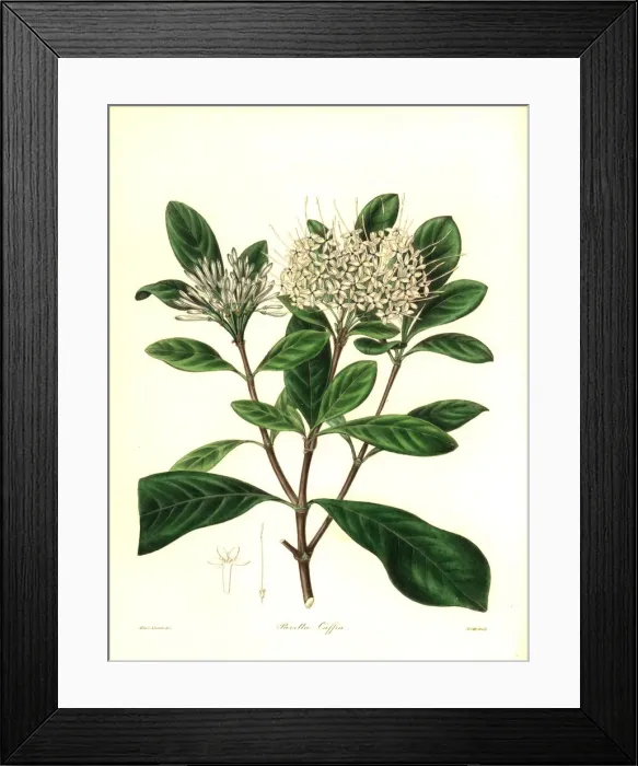 Framed Print : Cape pavetta, Pavetta capensis Framed Print : Cape pavetta, Pavetta capensis