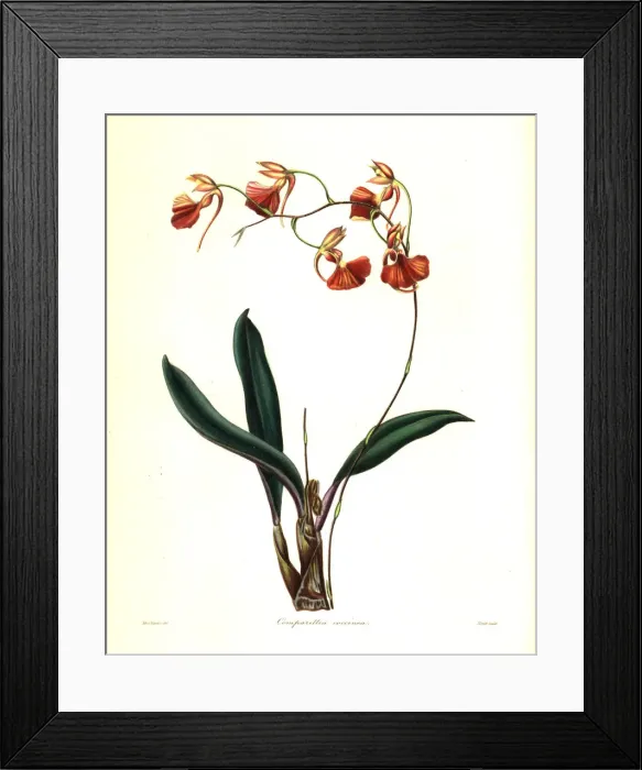 Framed Print : Crimson-flowered comparettia orchid, Comparettia coccinea Framed Print : Crimson-flowered comparettia orchid, Comparettia coccinea