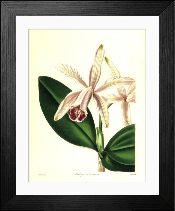 Framed Print : Intermediate cattleya orchid, Cattleya indermedia Framed Print : Intermediate cattleya orchid, Cattleya indermedia