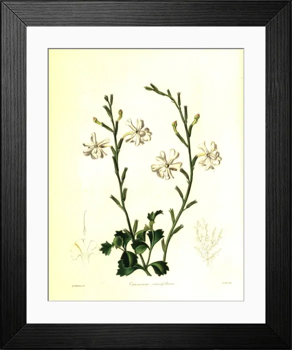 Framed Print : Wedge-leaved chascanum, Chascanum cuneifolium Framed Print : Wedge-leaved chascanum, Chascanum cuneifolium