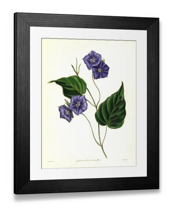 Framed Print : Five-flowered jacquemontia, Jacquemontia pentathos Framed Print : Five-flowered jacquemontia, Jacquemontia pentathos
